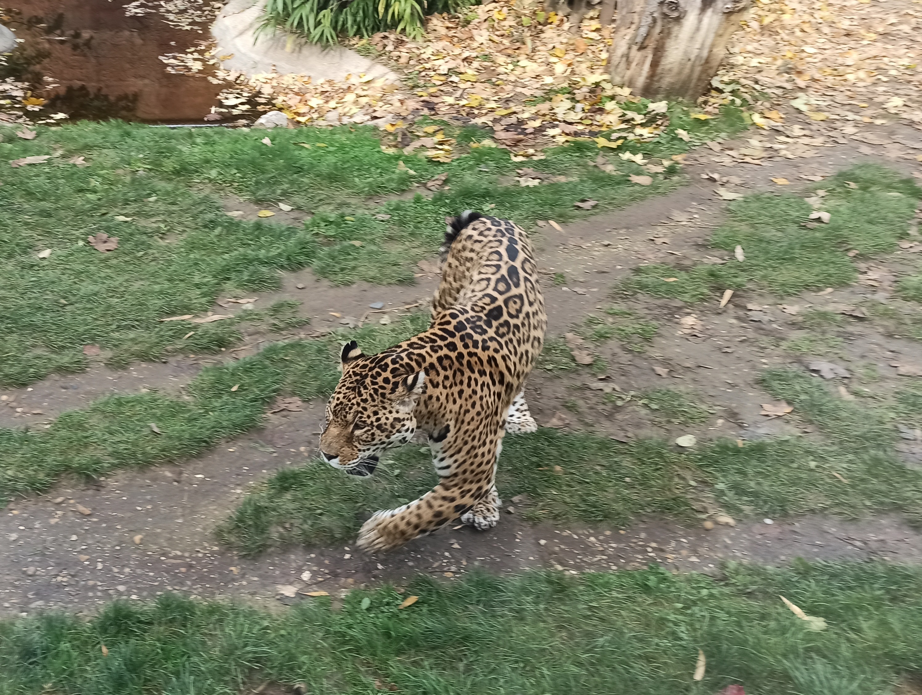 1635757773304.jpg (2.41 MB)